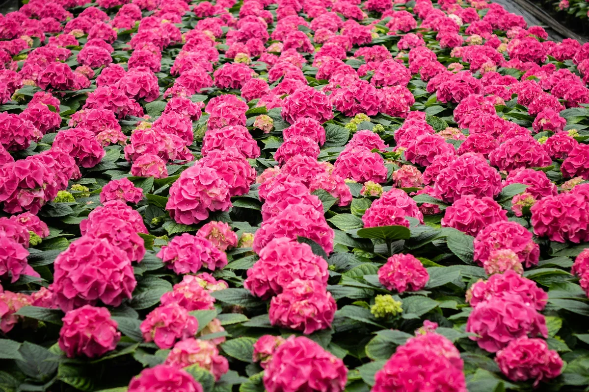Een kas vol roze bloeiende hortensia's.